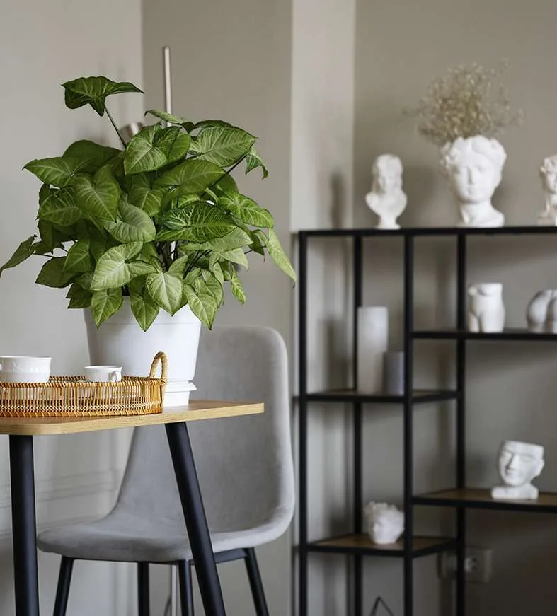 Incorporar plantas de interior en la decoración de tus espacios es una excelente forma de crear espacios frescos y vibrantes. Más aun si las elegidas son plantas de gran tamaño, con hojas oversize, capaces de crear un ambiente selvático, exuberante y único.